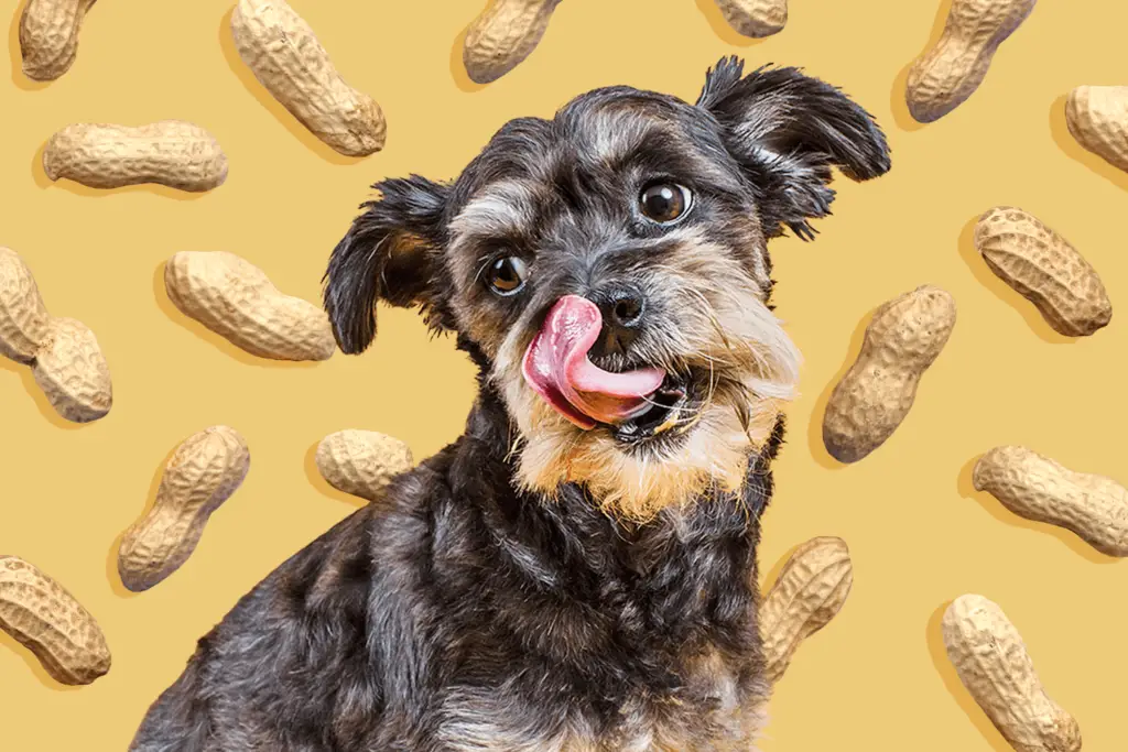 can dogs eat peanuts 3 853d611385a64f09a84501cc57ed33ee