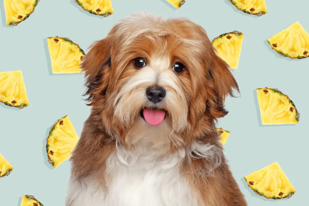 can dogs eat pineapple 775e6c80f52c400897d2d31de3cf9883