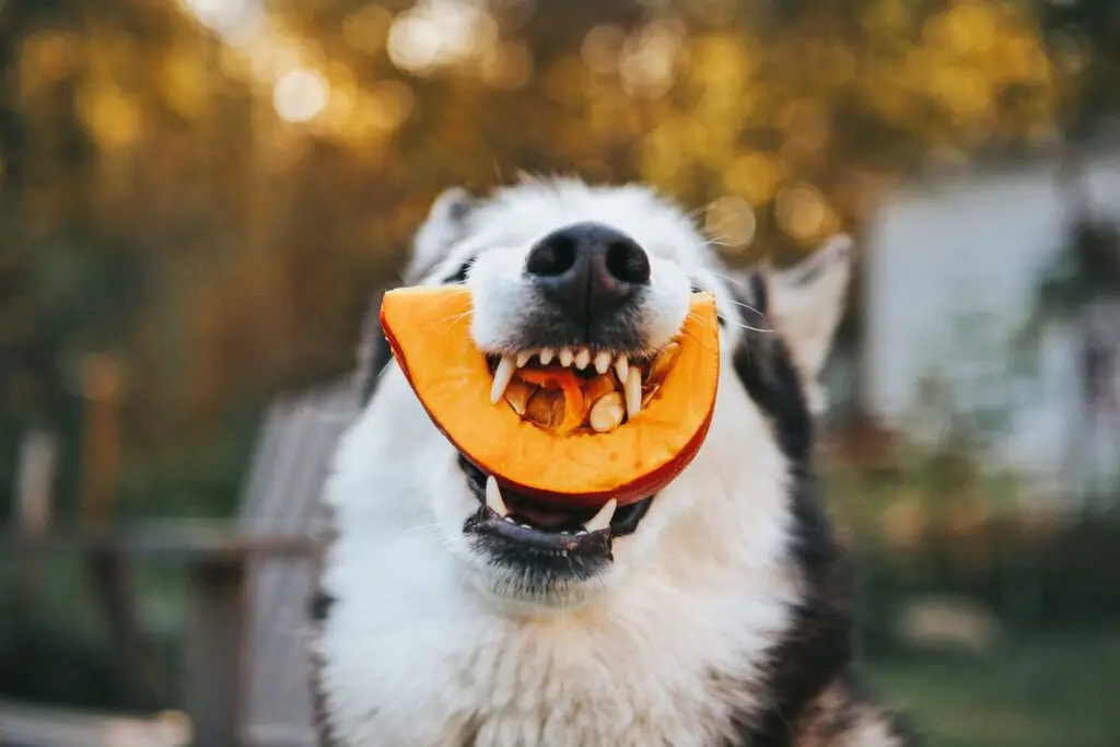 can dogs eat pumpkin 1153211690 2000 7d56efede43b4a92a4a9ab244f2f939a