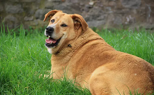 chien obese 114052 650 400