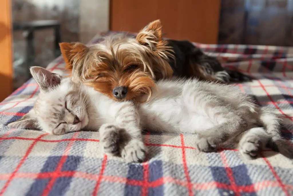 do dogs and cats sleep more in winter 1265884839 2000 9f9672cc545548fb9caa343d06684a82