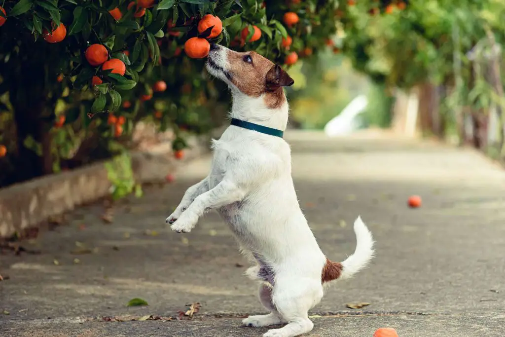 dog eating oranges 1173954904 1 ff7c74fc378440a2b36b6b7a70e262d1