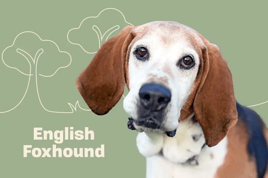 english foxhound profile treatment fe48df0be9ab427eab5043b54f377150