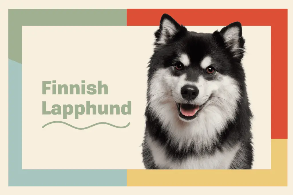 finnish lapphund profile treatment a729bb8b6cab4d95842e4608de0516bc