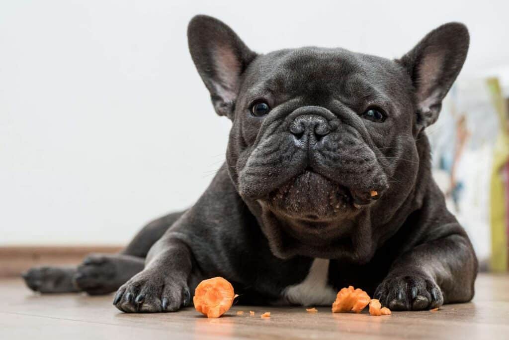 french bulldog eating carrot 1133409326 2000 f1ba6d12b64844d4a6e6b7e14dc739ad