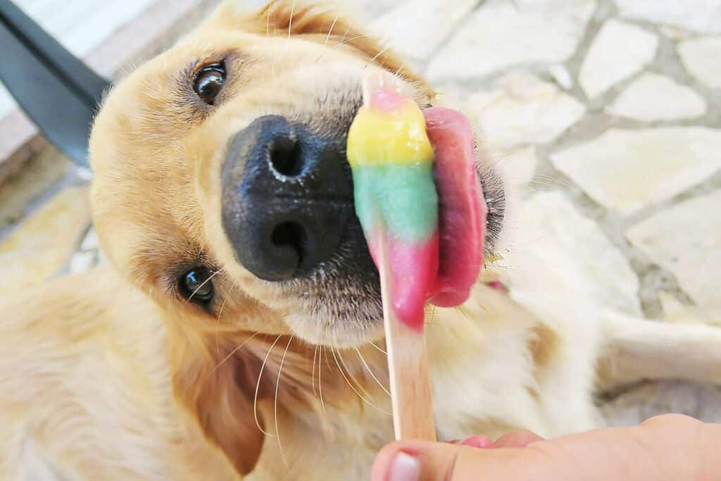 frozen dog treats for summer 2 919911172 2000 60de159c321b48b8931df635a1bb4d5b