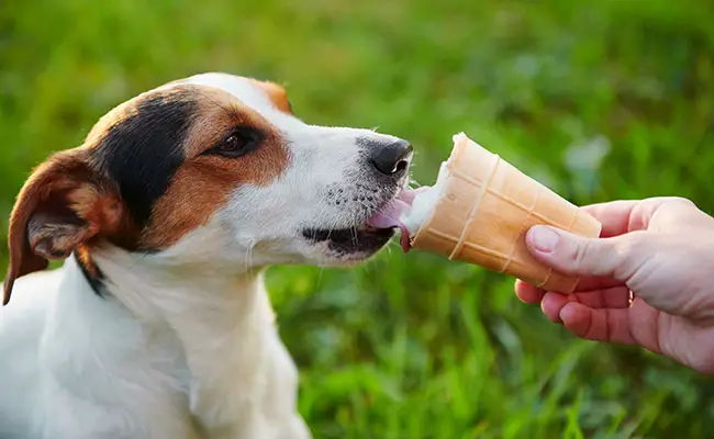 glace chien 061159 650 400