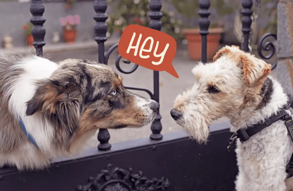 how do dogs communicate with each other 1103009684 ffc441dbf43e4410b8b9ade0e4777dc6