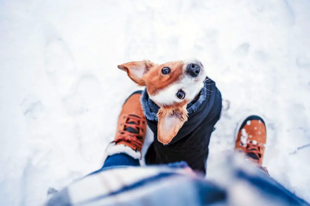 how to protect dog paws from snow ice salt 2081263939 2000 d1d1778b1c1c4cd2874ac4430e23f8c2