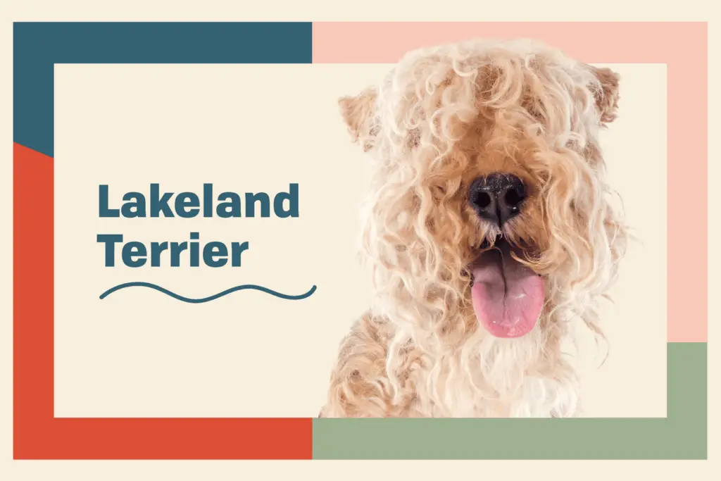 lakeland terrier profile treatment a34d617db2c8400fb95aa537352503d5