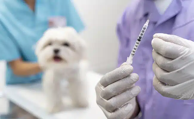 rappel vaccin chien 061756 650 400