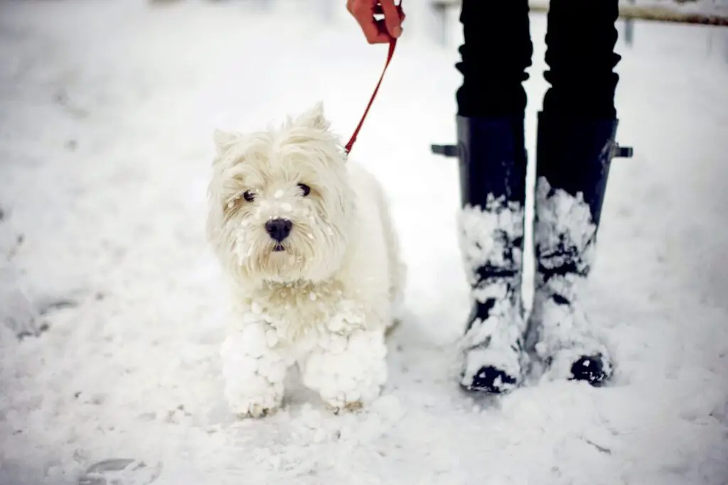 westie with snow packed legs 88702050 2000 7669598998f448968d32a79db00d9473