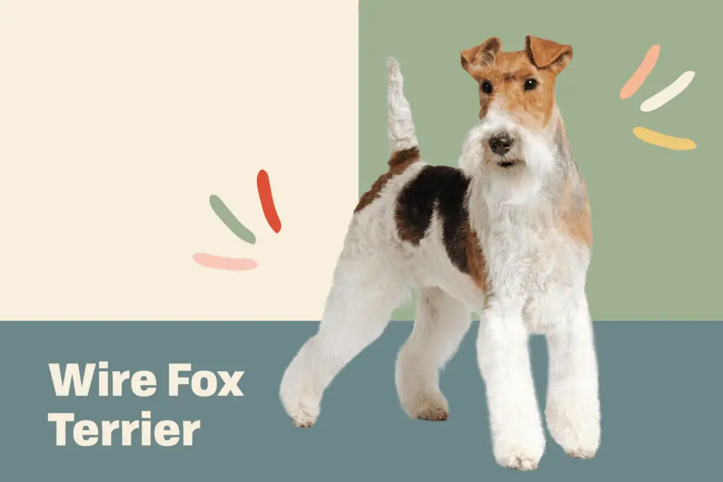 wire fox terrier profile treatment 395c5e7bbf0148feb6b1101d5d60472a