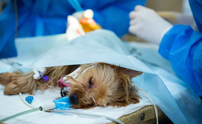 anesthesie chien risques 042238 650 400