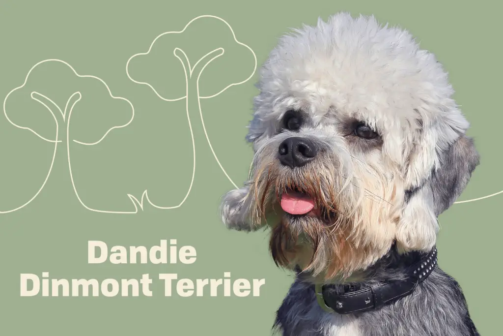 dandie dinmont terrier profile treatment 2 825e3dea79384df78688189e8170da74
