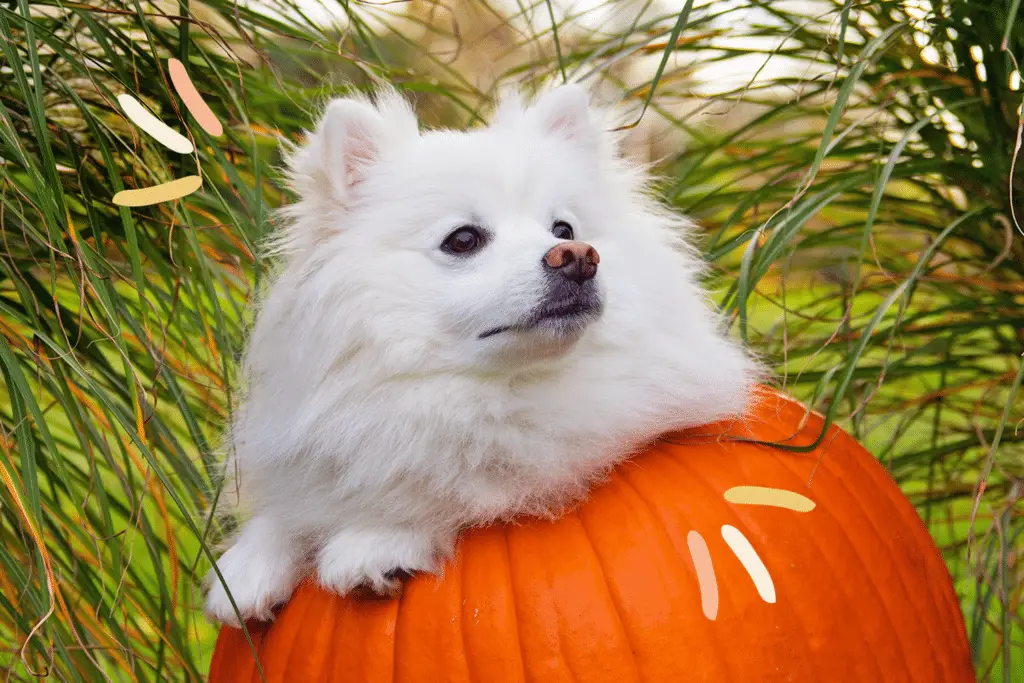 dog in pumpkin 221910938 9e31f9f694d14001854e8850a1d9b98e