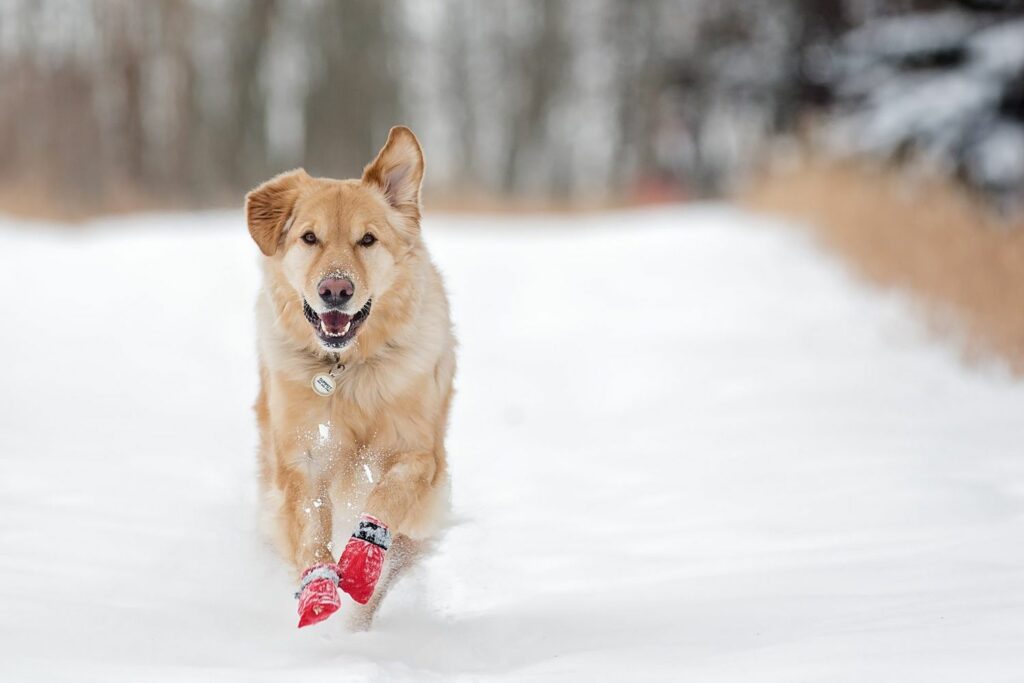 dog wearing snow boots 192998162 2000 a2817f74917a47009e3b39a9b403ffc3