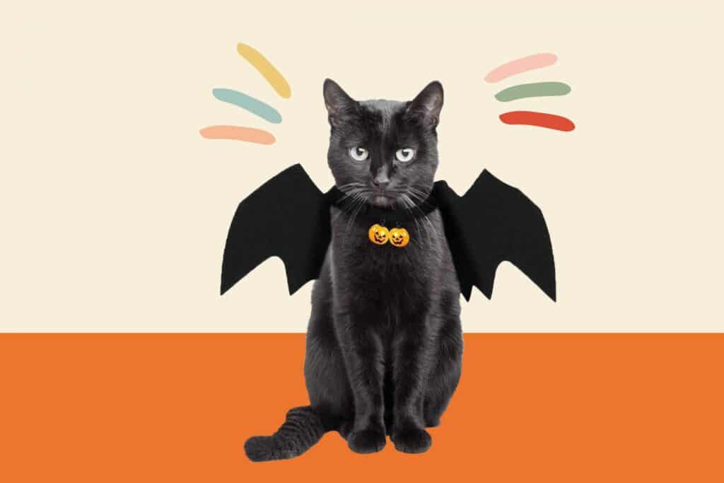 halloween cat bat product treatment 2000 0a6cfa4667fb4136baa87aacb1021694
