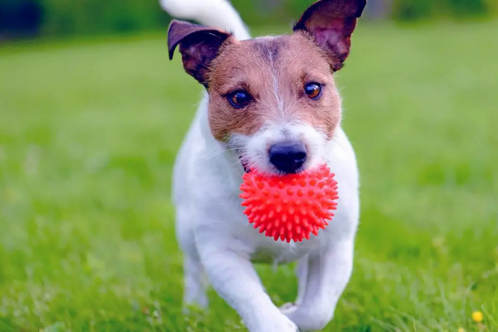 jack russell with red ball 836677720 2000 e87d8e94a59e472cb3a6fdb299afd5a4