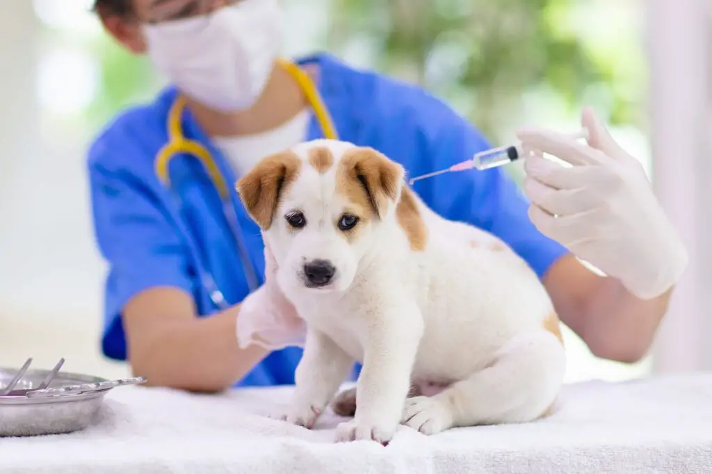 rabies vaccine for dogs 1276909247 2000 4efa84b2f4564a46aa94b67a2af9ff16