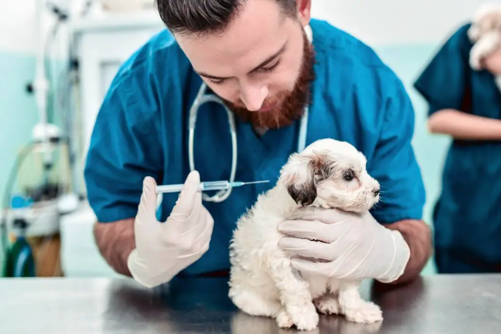 veterinarian giving puppy shot 1187218553 2000 e3043d057f5a4b3a9edae150d3a44330