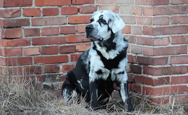 vitiligo chien 043040 650 400