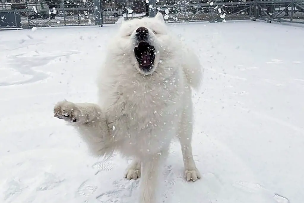 white dog playing in snow 2000 bd295b8a77fa46bfbef70d4358497def
