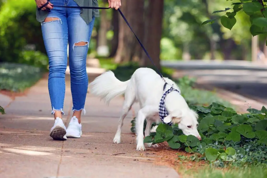 why you should let your dog sniff during walks 2000 c68dbad821254108bb1e6585a91840fb