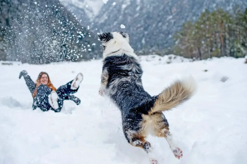 woman playing in the snow with her dog 1134724316 2000 77f71ea6814943d293093e3612c12780