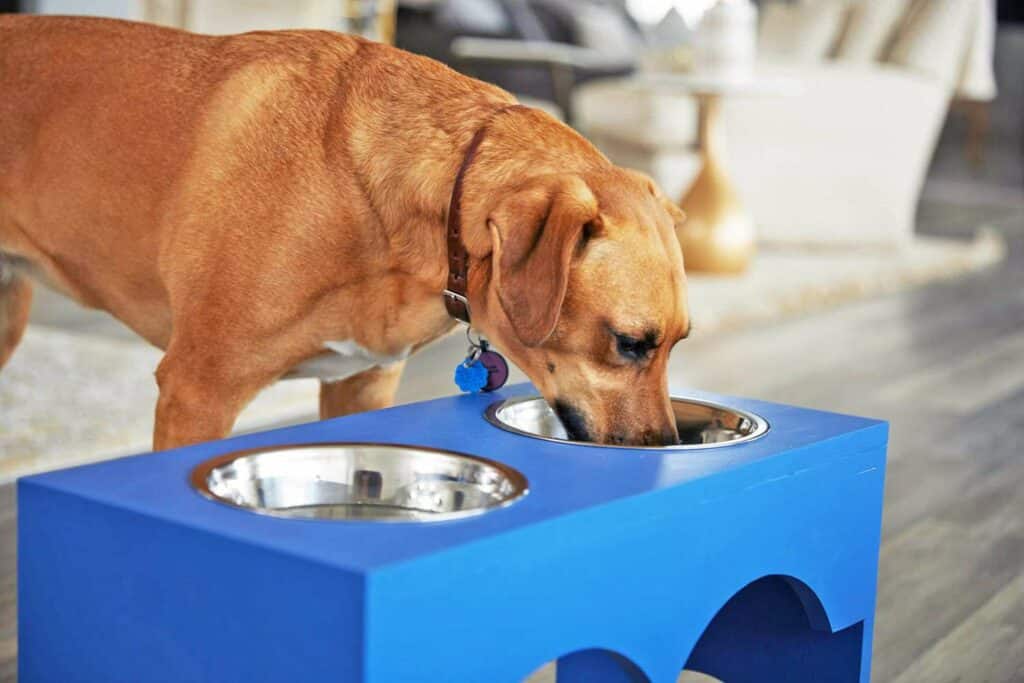 dog eating from raised dog bowl 2 2000 230847a54834488ea3966060693feaca
