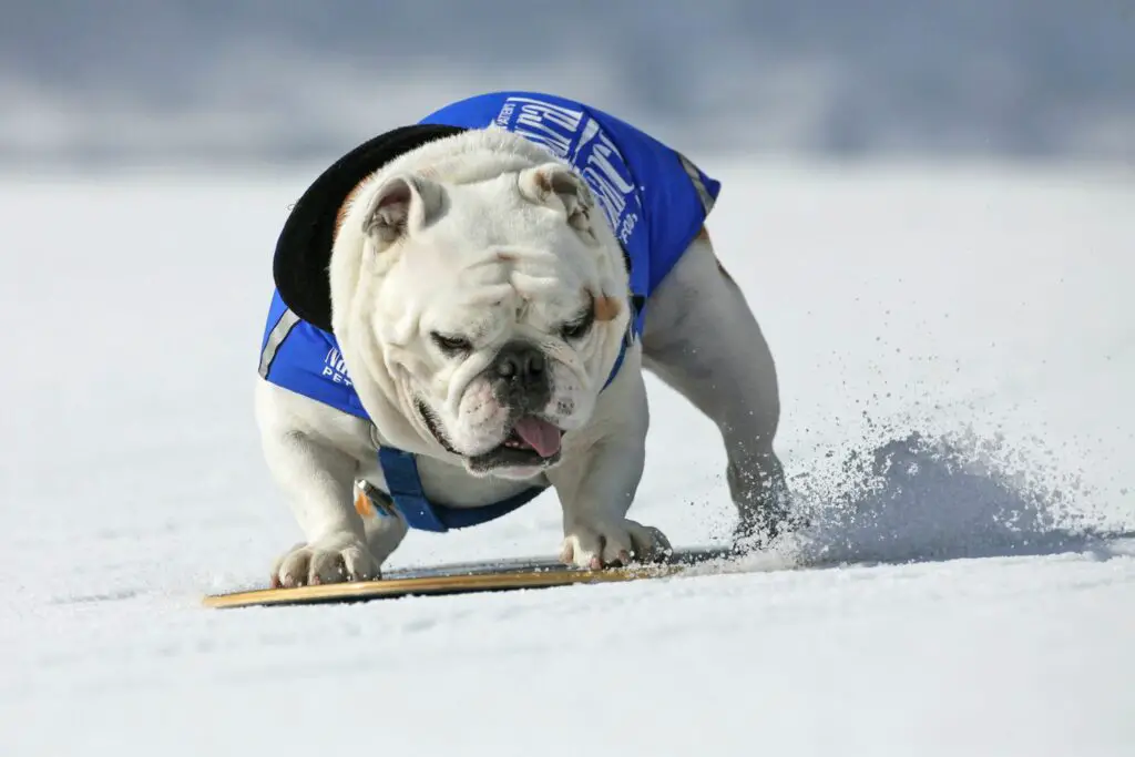 english bulldog snowboarding winter olympics 96439673 2000 b4c5a82f7c9444dabb9aaef729304af5