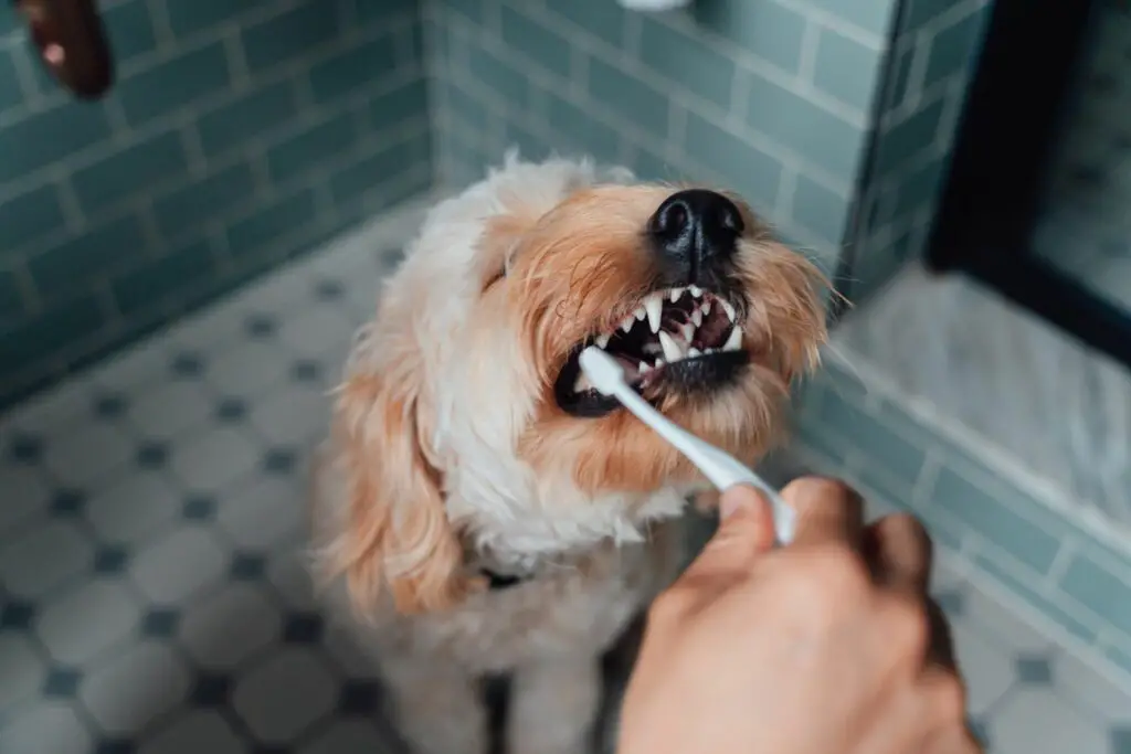 hand brushing dog teeth in bathroom 2000 ad97a8f70c634ab5a3e6815eef15e512