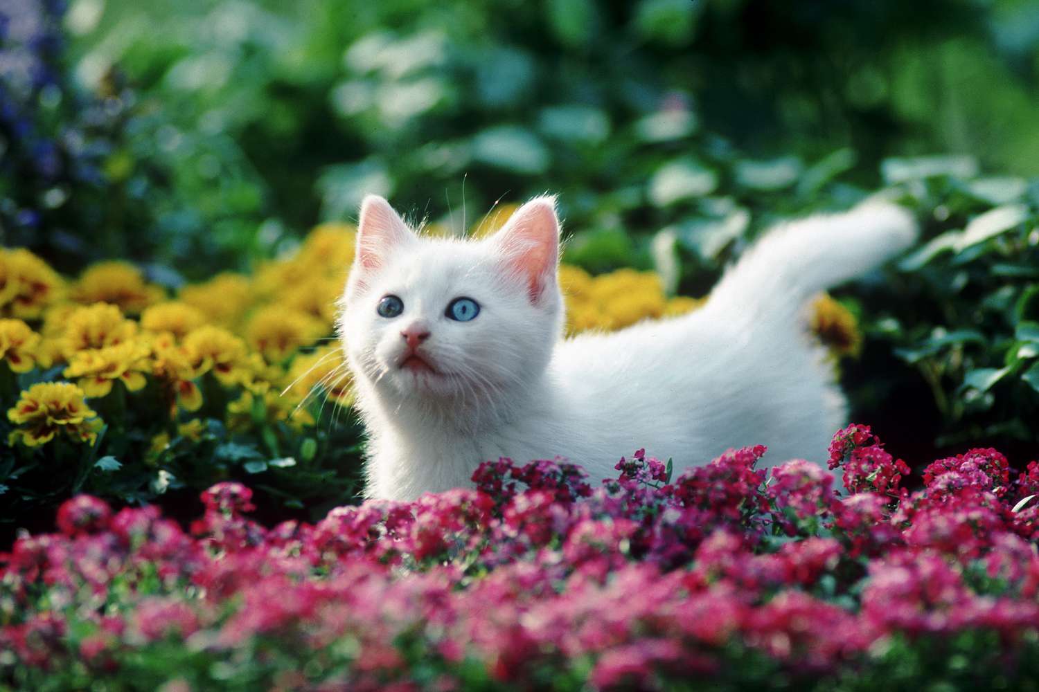 un gattino bianco con gli occhi azzurri si trova in un campo o fiori rossi e gialli