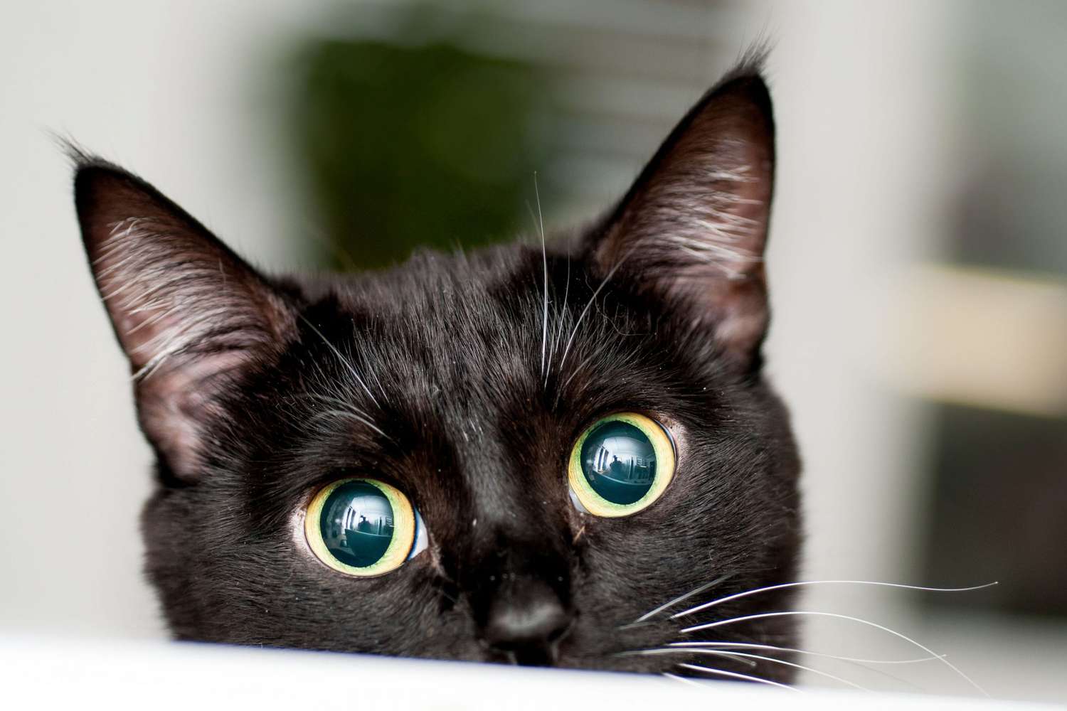 gatto nero con grandi occhi che sbircia dal piano del tavolo