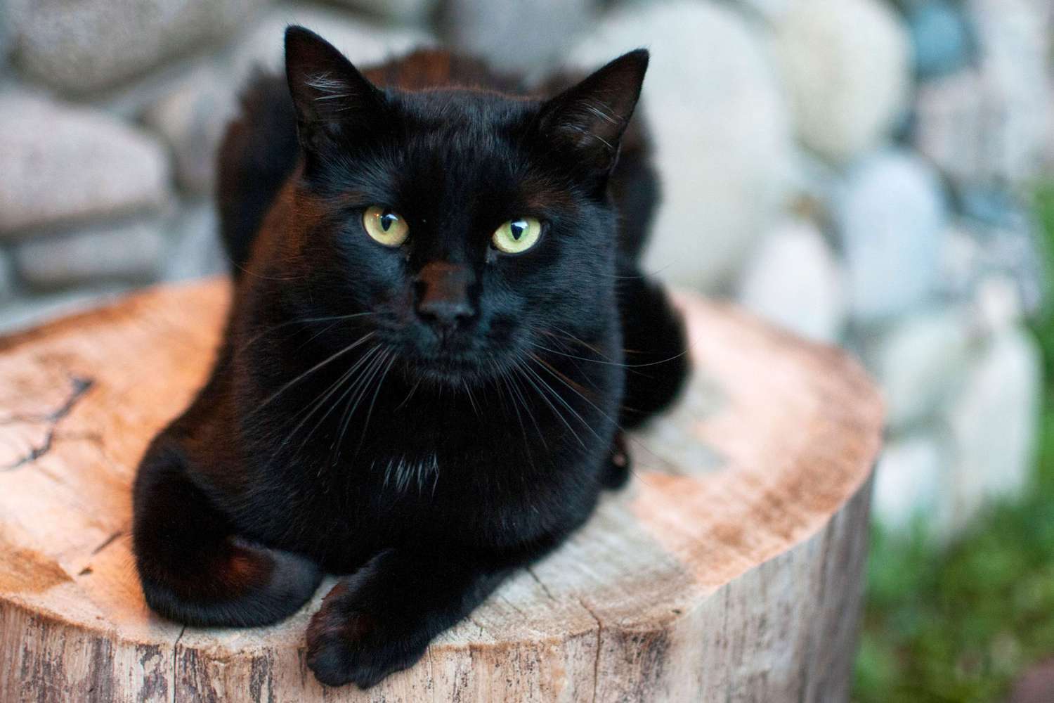gatto nero sdraiato sul ceppo di un albero