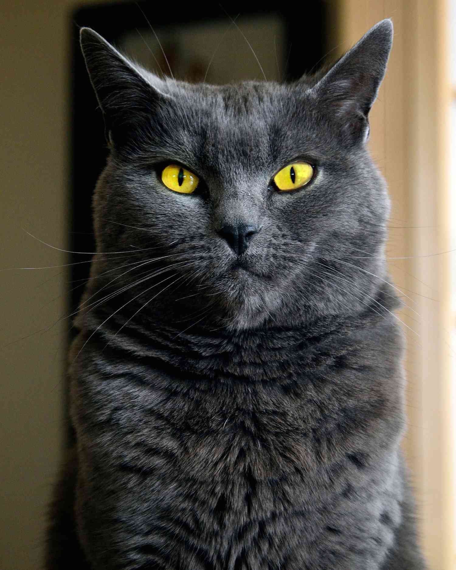gatto nero con sorprendenti occhi gialli