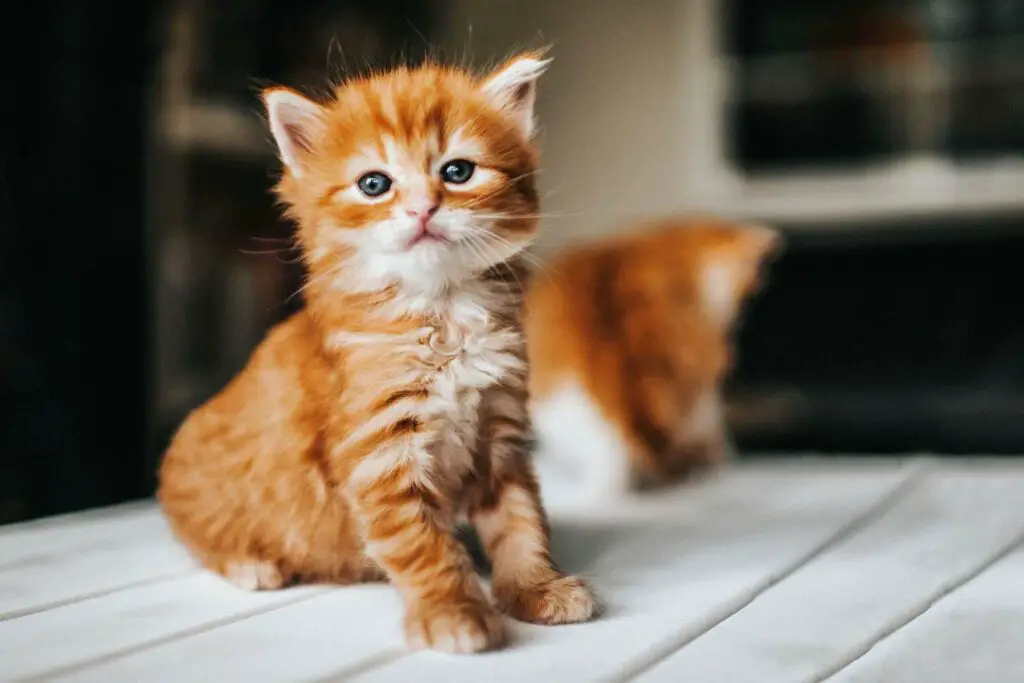 1699671441 orange kitten 955480082 2000 49e46f6827c543b589399e3332efdb41