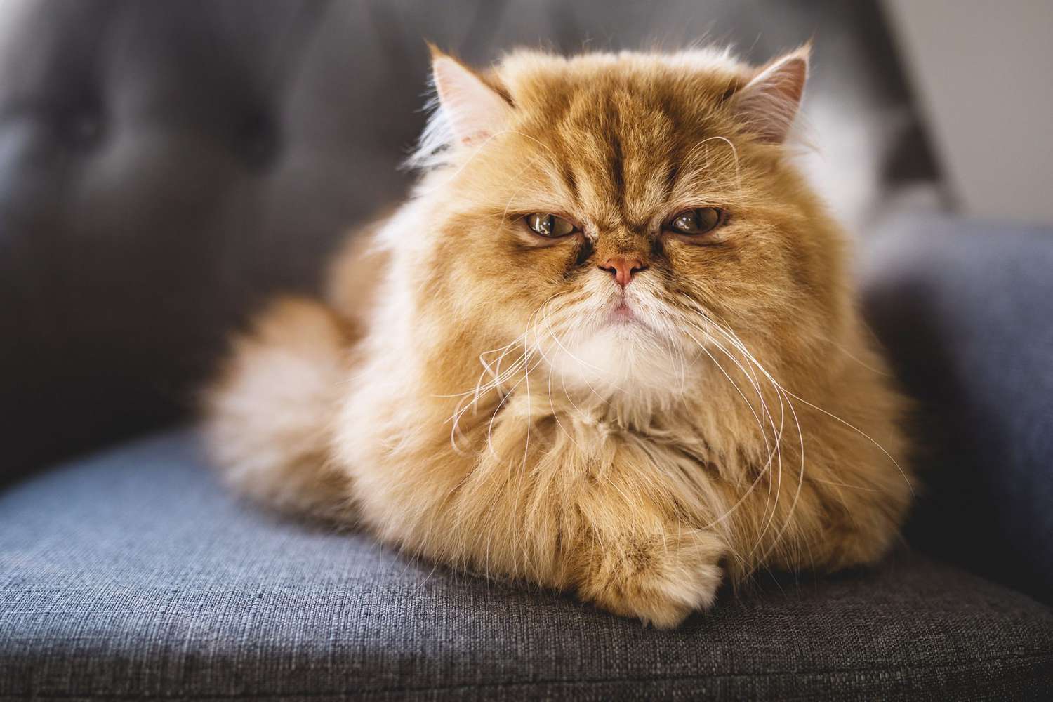gatto persiano arancione dall'aspetto arrabbiato