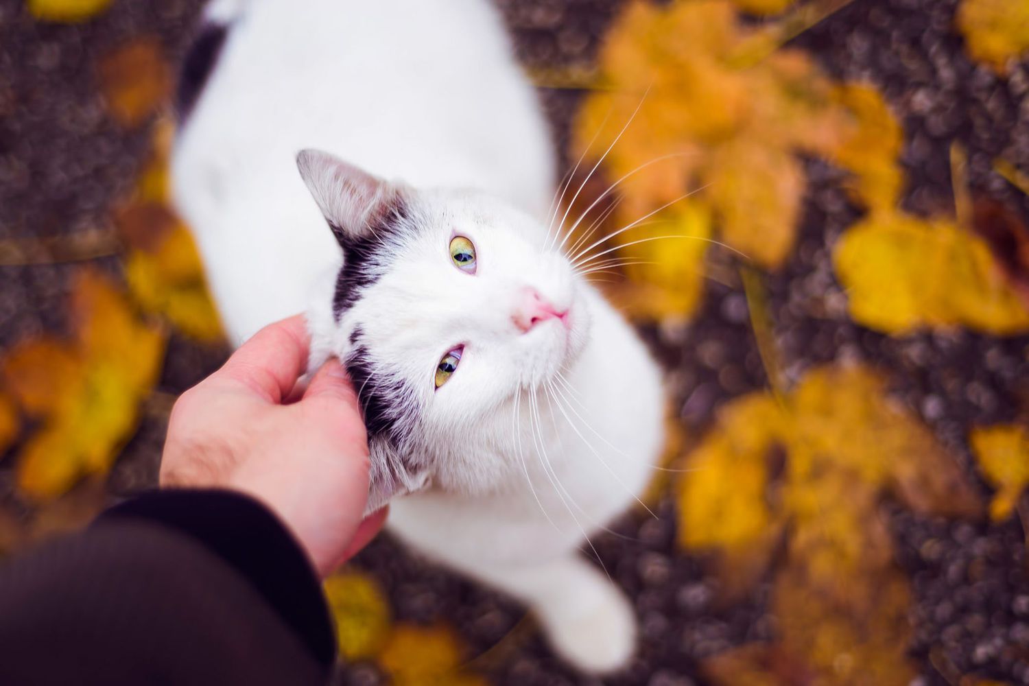 uomo che accarezza il gatto che sta in piedi su foglie autunnali dorate;  nomi autunnali per gatti