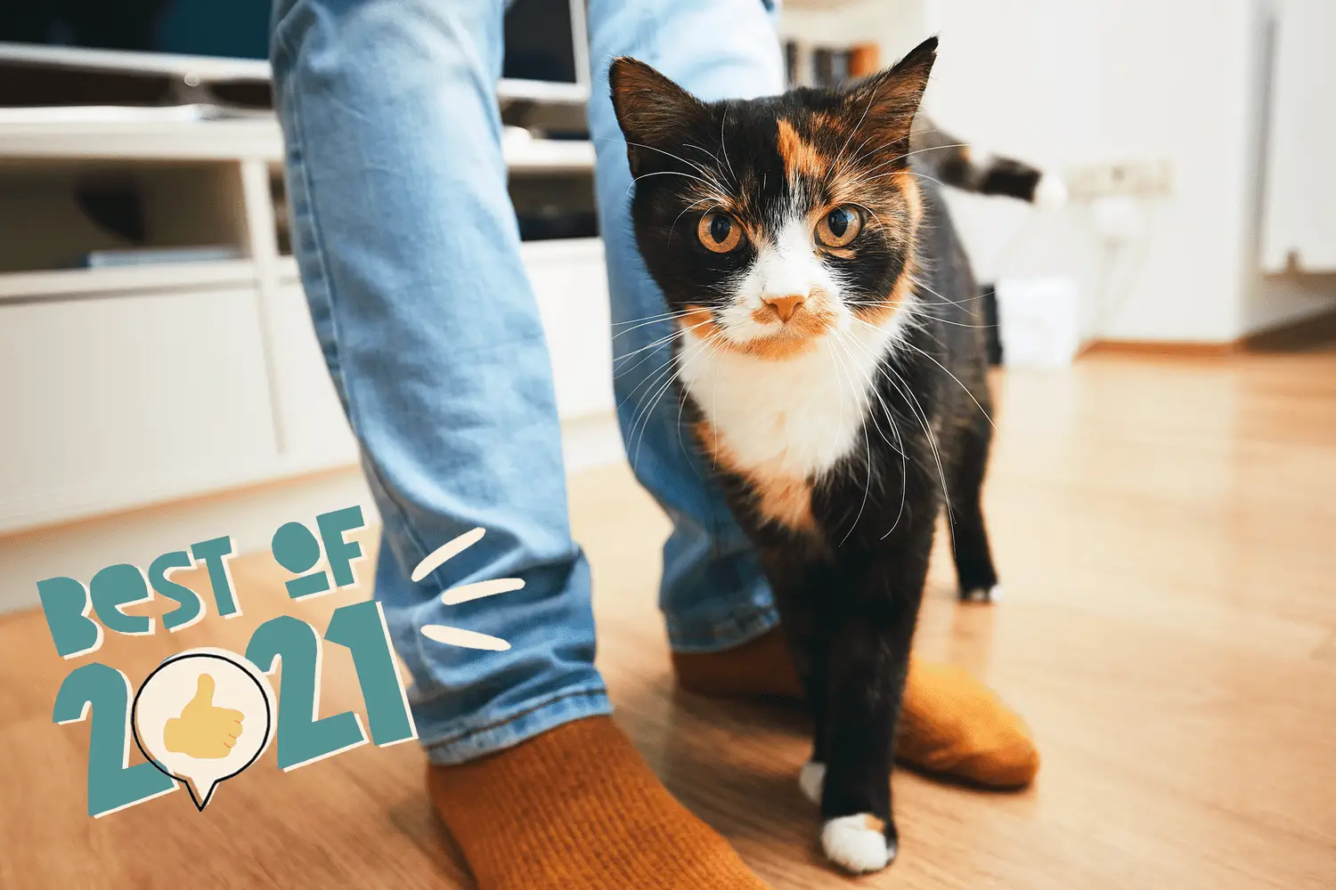gatto che si sfrega contro la gamba di una persona - i migliori nomi di gatti del 2021