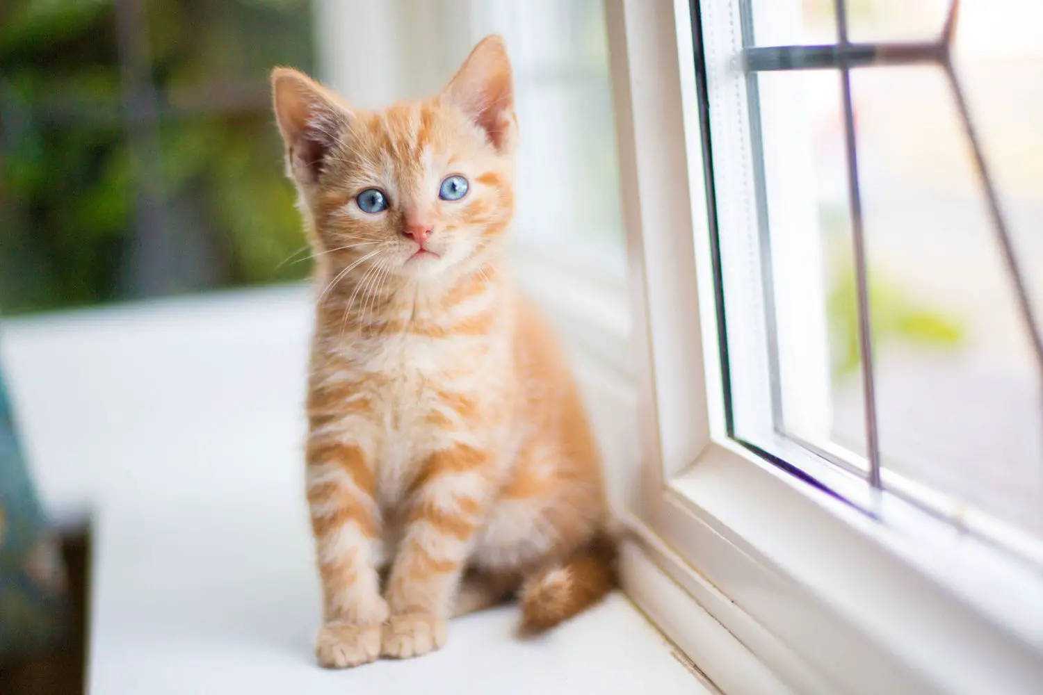 gattino arancione, seduto sul davanzale della finestra;  i migliori nomi per gatti femmine