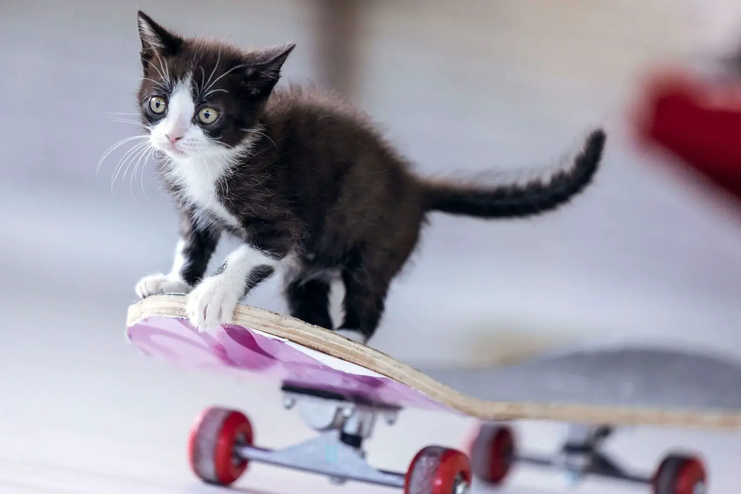gattino bianco e nero sullo skateboard;  nomi di gatti in bianco e nero