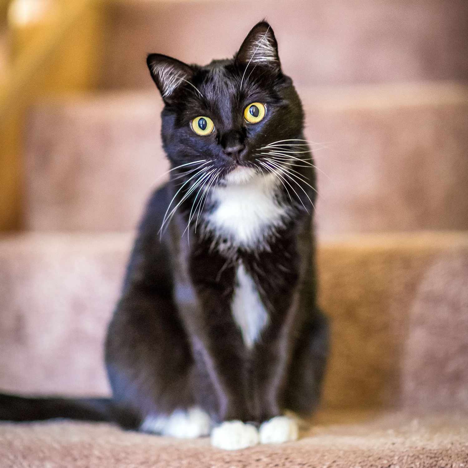 gatto bianco e nero seduto sulle scale