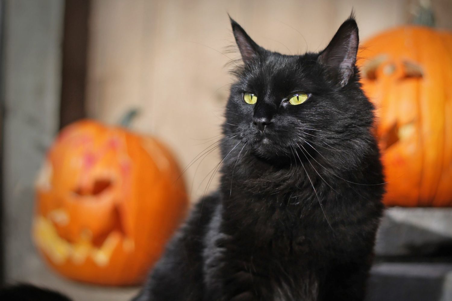 gatto nero seduto con zucche