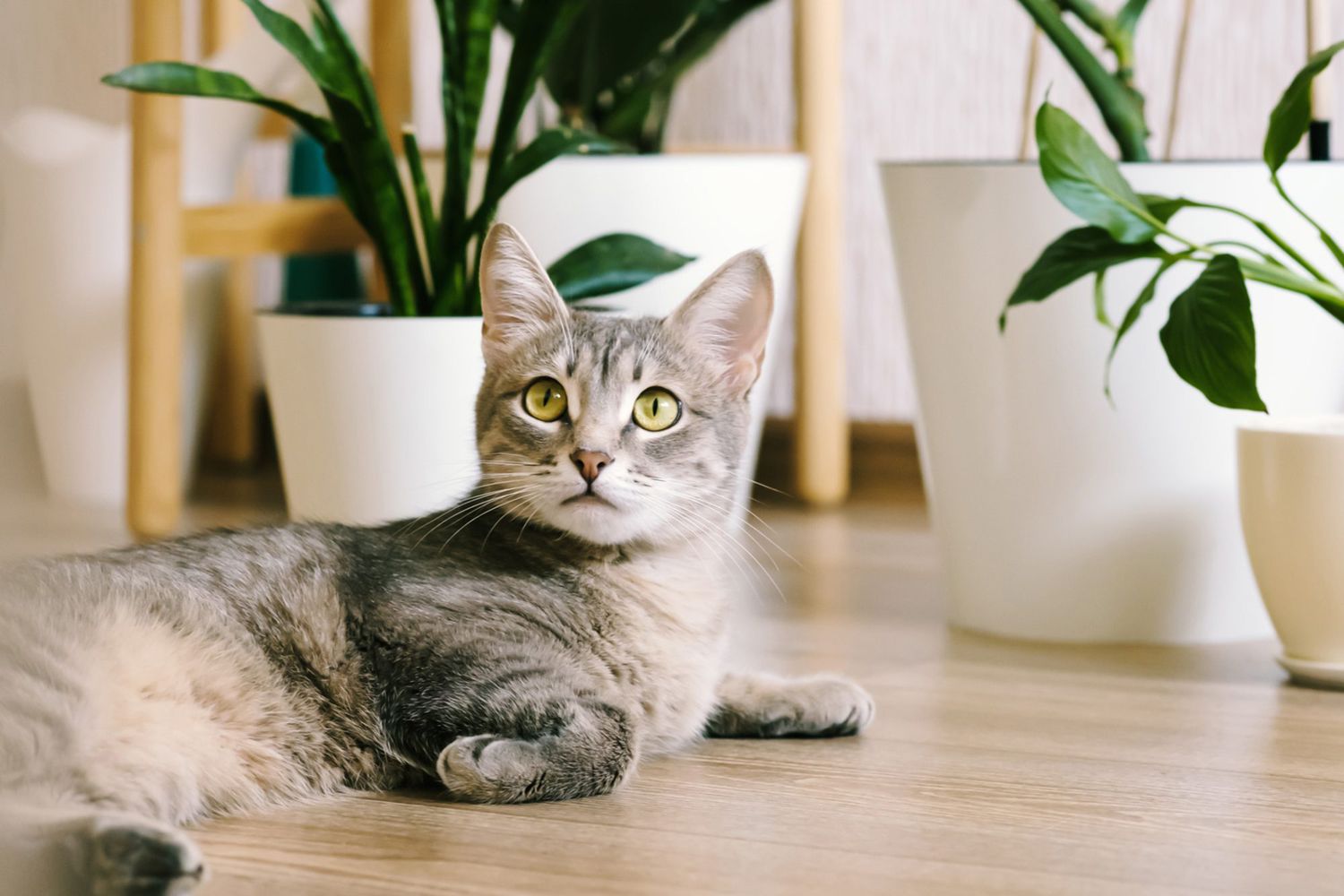 gatto sdraiato sul pavimento vicino alle piante;  nomi di gatti che iniziano con s