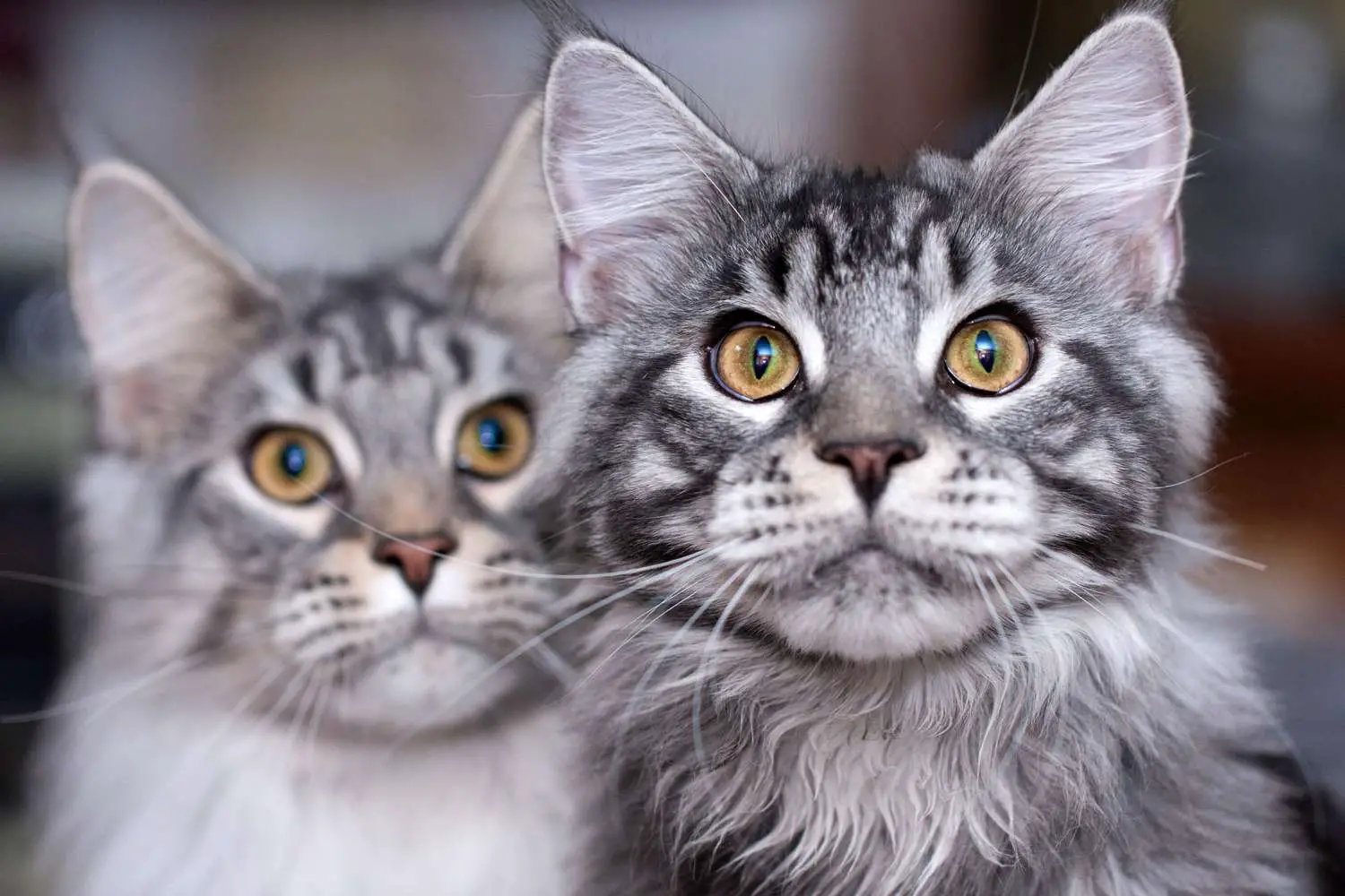 due gatti Maine Coon grigi a strisce