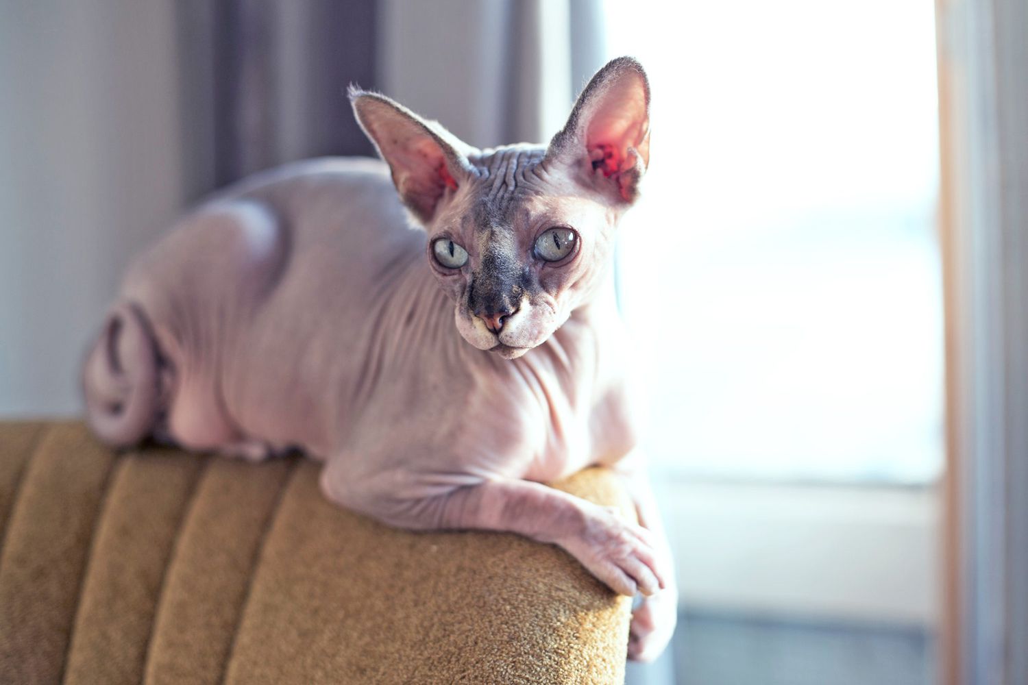 Sphynx, un gatto senza pelo, è sdraiato sullo schienale di una sedia imbottita