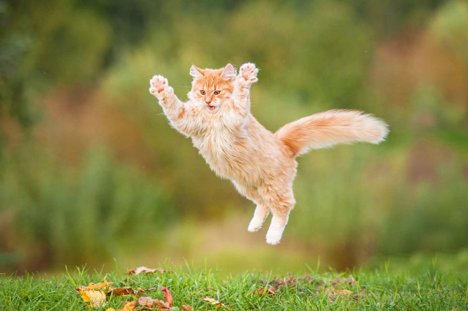 gattino arancione che salta