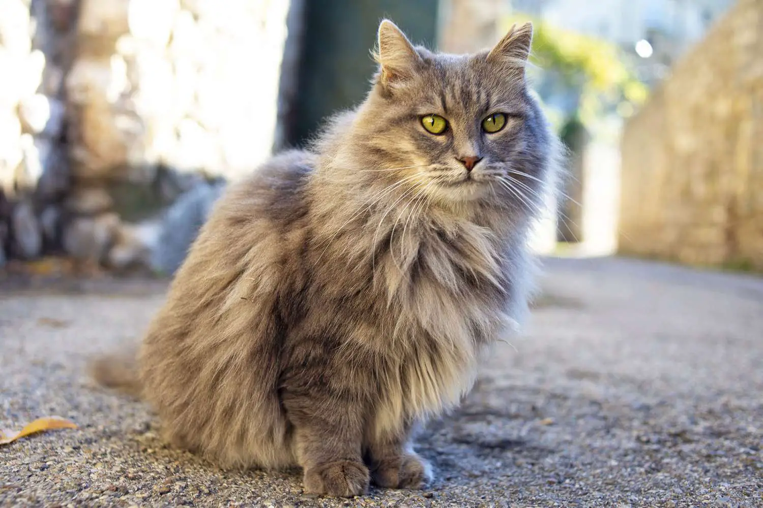 gatto in piedi nel Medioevo che guarda la strada;  Nomi per gatti del Signore degli Anelli