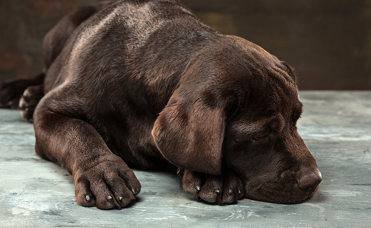 Come Posso Lenire I Segnali Di Disagio Del Mio Cane?
